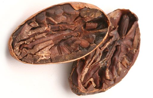 cocoa-bean.jpg